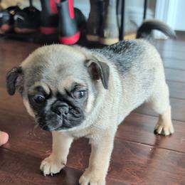 Apollo jr - Brindle male Pug puppy in Pensacola, Florida from Maritza's Pugs