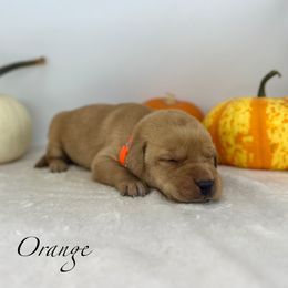 Yellow male - Yellow male Labrador Retriever puppy in Sherrard, Illinois from Gochee Labs