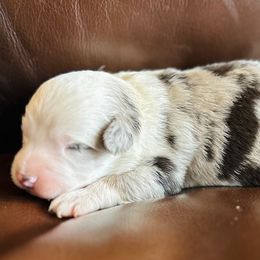 Red Merle boy - Red merle male Toy Australian Shepherd puppy in Lame Deer, Montana from Bar M Toy Aussies