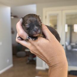 Oakley AKC Male - Orange sable male Pomeranian puppy in Las Vegas, Nevada from POM SOCIETY