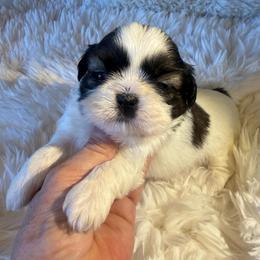 Akc - Tricolor female Shih Tzu puppy in Long Beach, California from Prieto Shih-Tzu's