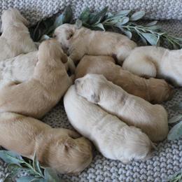 Golden Retriever Puppies from UnrivaledGoldens