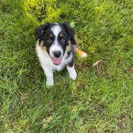 Australian Shepherd Puppies from LIT Aussies