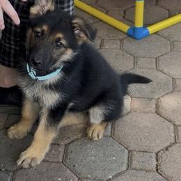 Kona - Black and tan female German Shepherd puppy in Yuba City, California from Barton’s German Shepherds