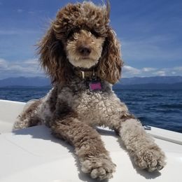 Aussiedoodles from Elk Mountain Doodles