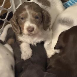 Vixen AKC - Piebald female Dachshund puppy in Erie, Michigan from Champagne’s Grinch Toe’d Dachshunds