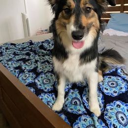 Border Collie All Grown Up from Rylas BCs