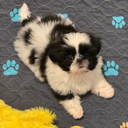 Winnie - Black and white female Shih Tzu puppy in Galveston, Texas from 🌗 New Moon Shih Tzu 🌗