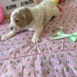 Sapphire (mint collar) - Parti female Poodle puppy in Port Saint Lucie, Florida from Abbott Standard Poodles