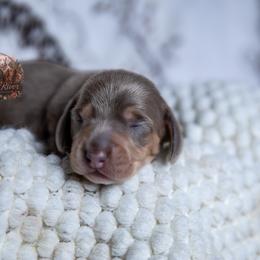 Hannah - Fawn (isabella) and tan female Dachshund puppy in Iola, Texas from Whiskey River Dachshunds