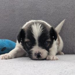 Nyxon - White and sable male Papillon puppy in Dorset, Ohio from Classy Country Papillons