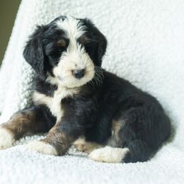 Boy 1 - male Australian Mountain Doodle puppy in Travelers Rest, South Carolina from Upstate Aussie Mountain Doodles