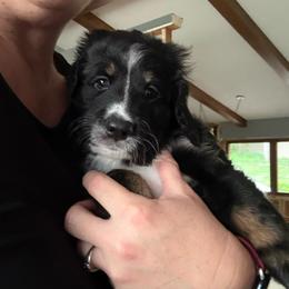 Maui - Tri-color male Bernedoodle puppy in Rochester, Minnesota from Marbel Wood Doodles