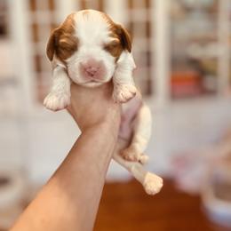 Cavalier King Charles Spaniel Puppies from Cumberland Cavaliers