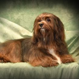 Poppy - Havanese
