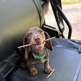 Dachshund Puppies from Snarky Doxy Miniature Dachshunds
