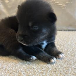 Fang - Wolf sable male Pomsky puppy in Pasco County, Florida from Pomsky Hills