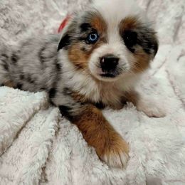 TWIX - Blue merle Miniature Australian Shepherd puppy in Olton, Texas from Rejino Mini & Toy Aussies