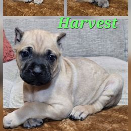 Harvest - Fawn male Cane Corso puppy in Elkhart, Indiana from Martins Almighty Cane Corsos