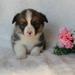 Cooper - Sable male Pembroke Welsh Corgi puppy in North Manchester, Indiana from Covered Bridge Corgis