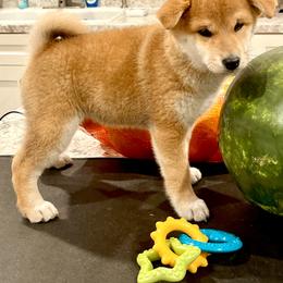 Girl 1 - Red female Shiba Inu puppy in Greer, South Carolina from Crescent Moon Shibas