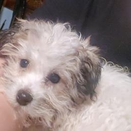 Bernardo - Parti male Maltipoo puppy in Lebanon, Kentucky from Mosaic Merle Doodles