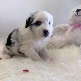 Comet - Blue merle male Australian Shepherd puppy in Harrah, Oklahoma from Kamm's Aussies
