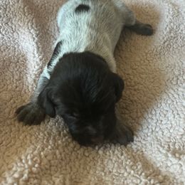 Wirehaired Pointing Griffon Puppies from Hall's TX Griffons