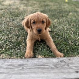 Golden Retriever Puppies from Royal Red Retrievers