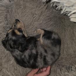 Muffin - Black and cream female Dachshund puppy in Ranburne, Alabama from Camdox