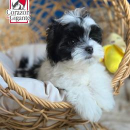 Jinu - Parti male Yorkshire Terrier puppy in California from Corazon de gigante