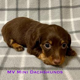 Topaz - Chocolate and tan female Dachshund puppy in Carlsbad, Texas from MV Mini Dachshunds
