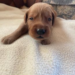 Riley - Golden female Golden Retriever puppy in Wellington, Colorado from High Country Golden Retrievers