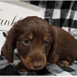 Beau - Dachshund