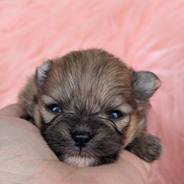 Buttercup - Orange sable female Pomeranian puppy in Utah from Pop Off Pomeranians