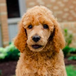 Poodle Puppies from Ashton’s Standards