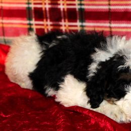 Vixen - Aussiedoodle puppy from Lazy S Aussies