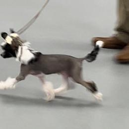 Ripley - Black and tan Chinese Crested puppy in Venice, Florida from Crowned Chinese Cresteds