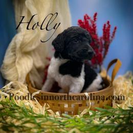 Holly - Parti female Poodle puppy in Greenville, North Carolina from Grace Poodles