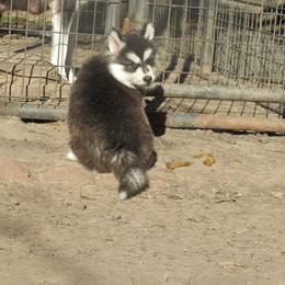 Siberian Husky Puppies from Arctic Circle Kennels