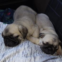 Pugs from Prentice Family Pugs