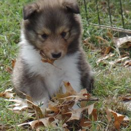 Shetland Sheepdog Puppies from September Morning Shelties