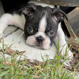 Bono - Black brindle and white male Boston Terrier puppy in Williamsburg, Virginia from McMiesz