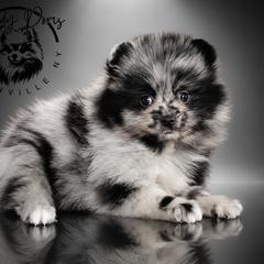 Unique - Blue merle female Pomeranian puppy in Fultonville, New York from Sandy Aussies & Pomeranians