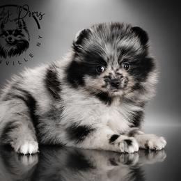 Unique - Blue merle female Pomeranian puppy in Fultonville, New York from Sandy Aussies & Pomeranians