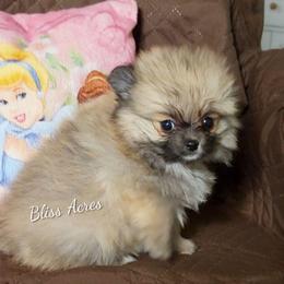 Amelia - Wolf sable female Pomeranian puppy in Ponca City, Oklahoma from Bliss Acres Farm