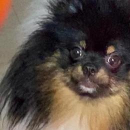 Pomeranians from Luxury Poms