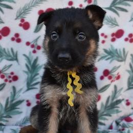 Yellow Girl - Black and tan female German Shepherd puppy in Grants Pass, Oregon from Granville German Shepherds