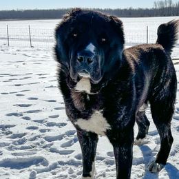 Central Asian Shepherd Dogs from Kuratoro Central Asian Shepherds