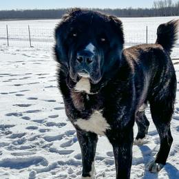 Central Asian Shepherd Dogs from Kuratoro Central Asian Shepherds